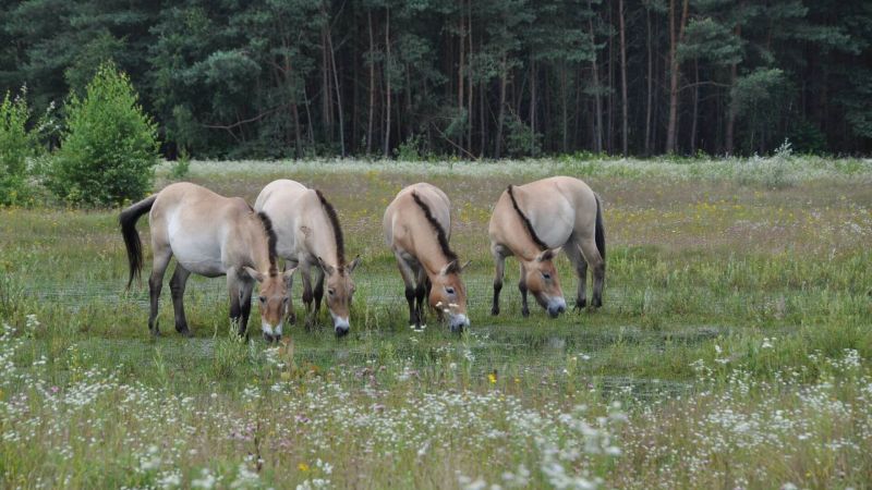 Pferde auf dem Radweg Grüner Ring Hanau